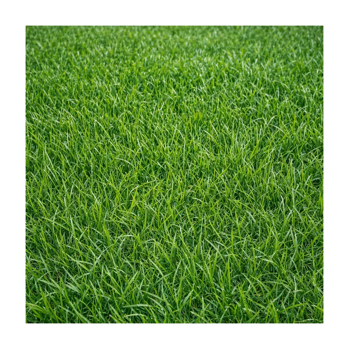 Semi Prato Sole Supreme ICL LANDSCAPERPRO