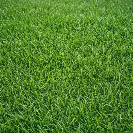 Semi Prato Sole Supreme ICL LANDSCAPERPRO