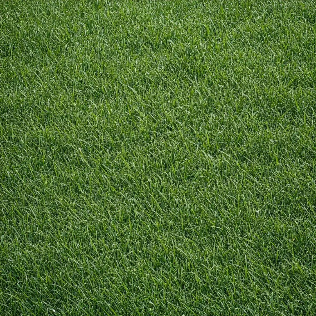 Semi Prato Sole Performance LANDSCAPERPRO