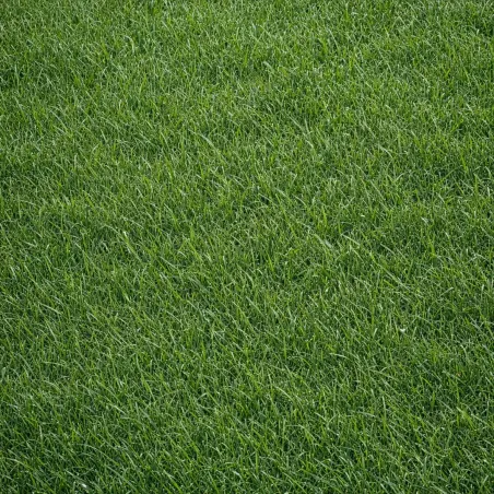 Semi Prato Sole Performance LANDSCAPERPRO