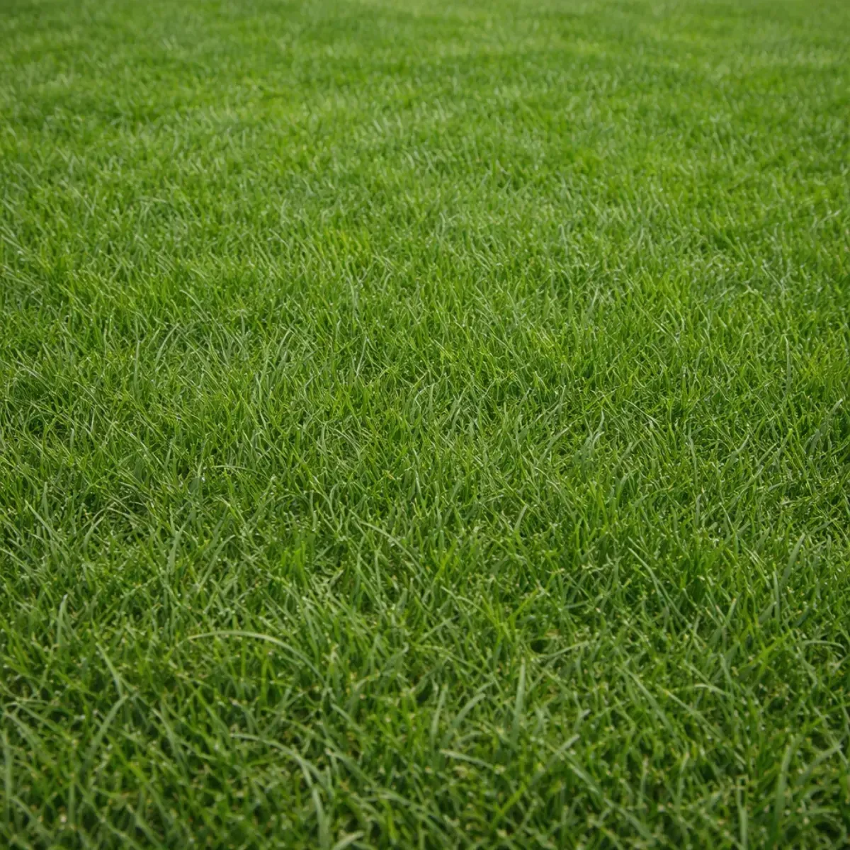 Semi Prato RAPID LANDSCAPERPRO