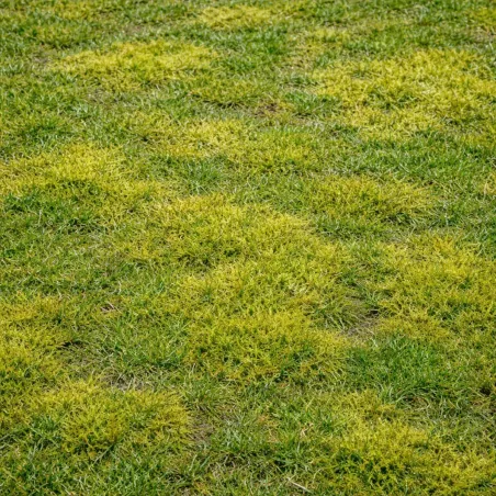 Concime Prato SHADE SPECIAL Antimuschio LANDSCAPERPRO