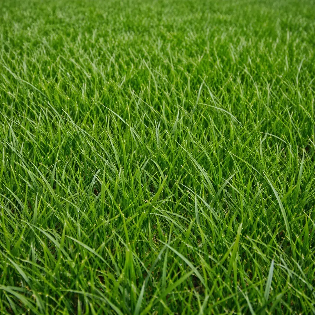 Concime Prato MAINTENANCE EVERRIS LANDSCAPERPRO