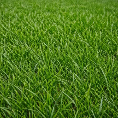 Concime Prato MAINTENANCE EVERRIS LANDSCAPERPRO