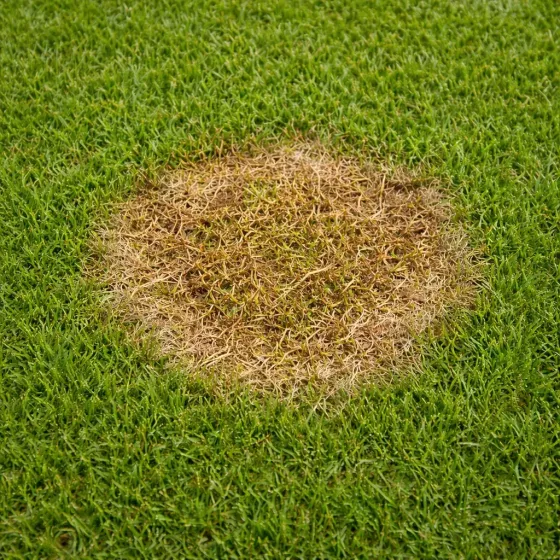 Fungicida per Prato FUNGHITILT ALFE