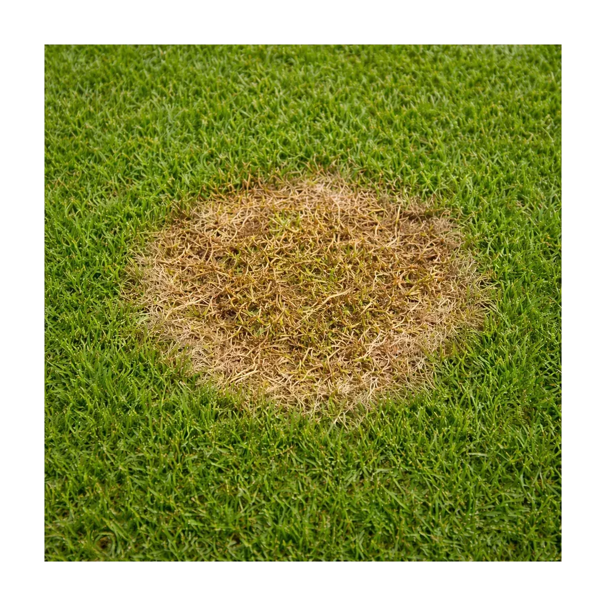 Fungicida per Prato FUNGHITILT ALFE