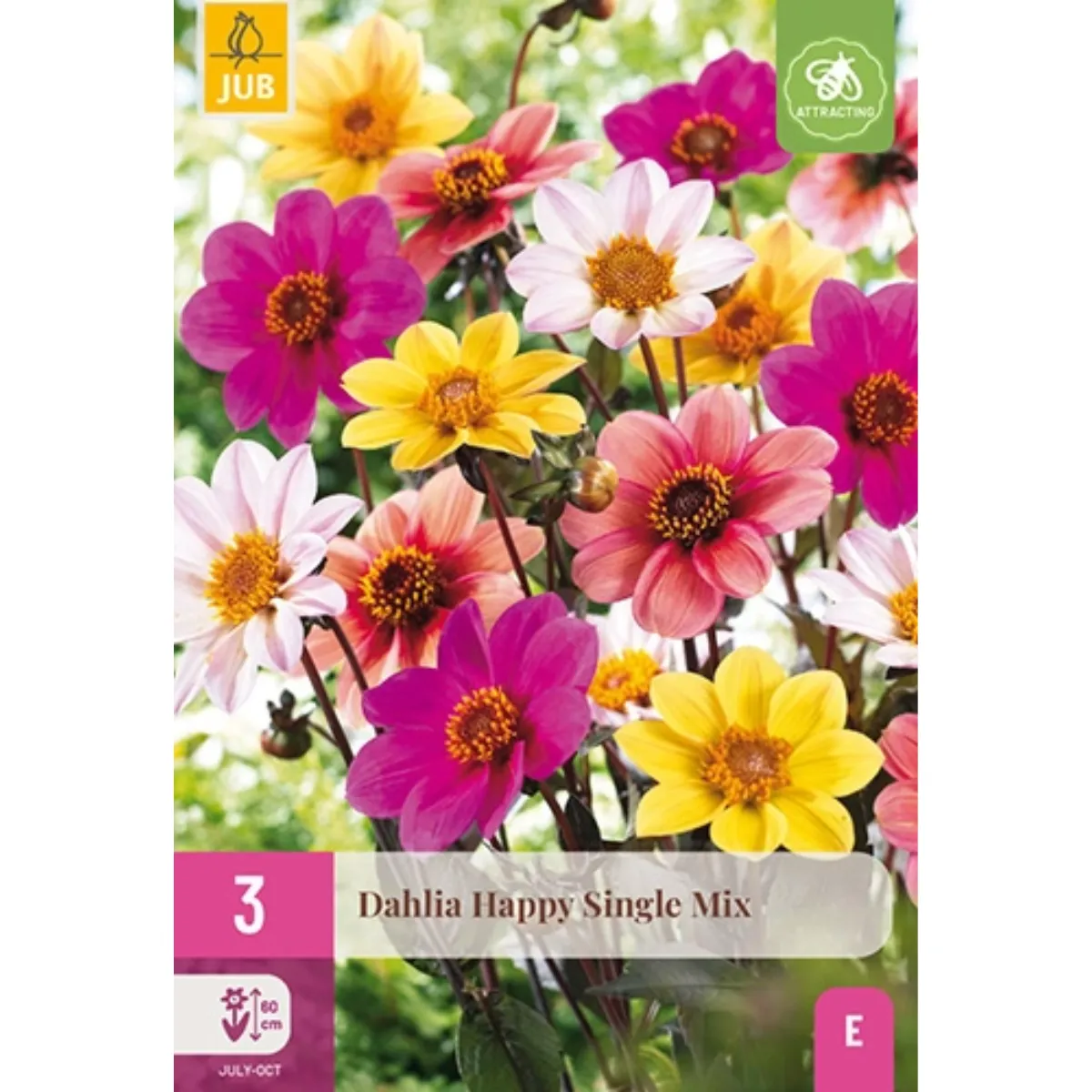 Bulbi di Dahlia Happy Single Mix JUB Holland