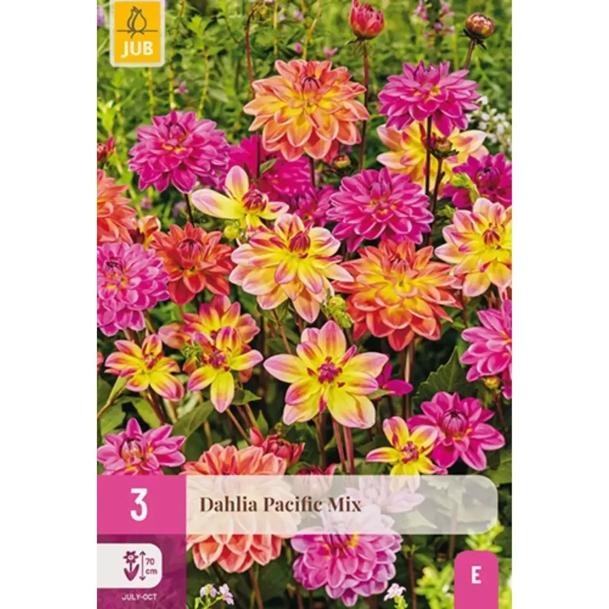 Bulbi di Dahlia Pacific Mix JUB Holland