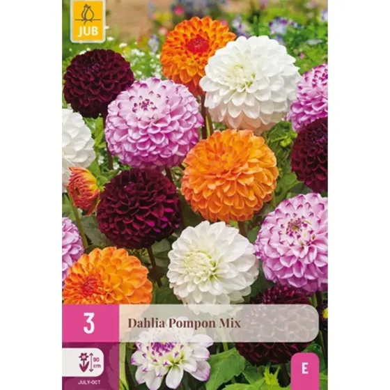 Bulbi di Dahlia Pon Pon Mix JUB Holland