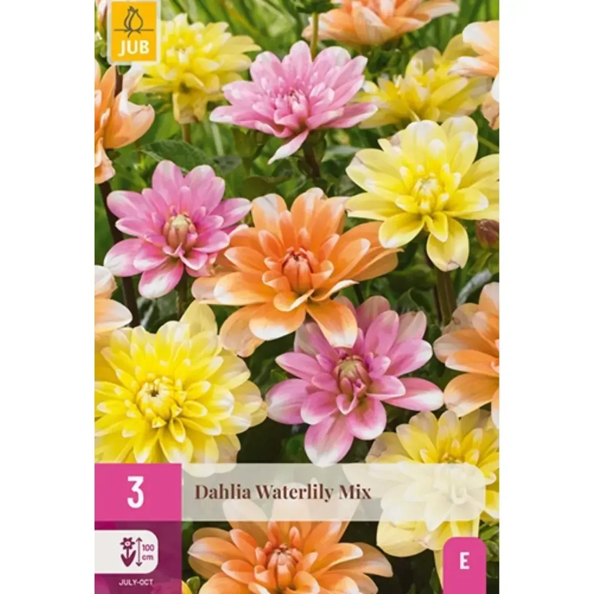 Bulbi di Dahlia Waterlily Mix JUB Holland