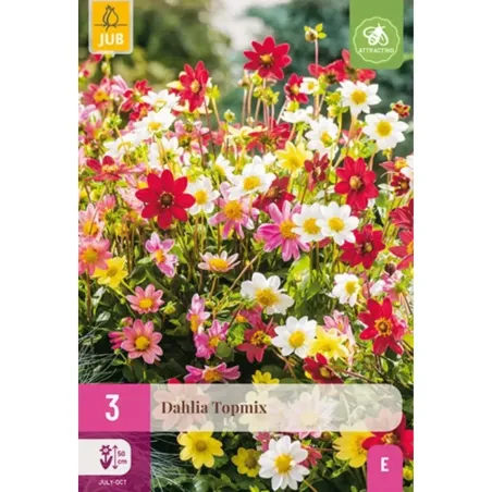 Bulbi di Dahlia TopMix JUB Holland
