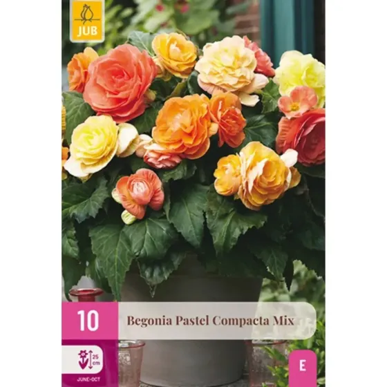 Bulbi di Begonia Pastello Compatta JUB Holland