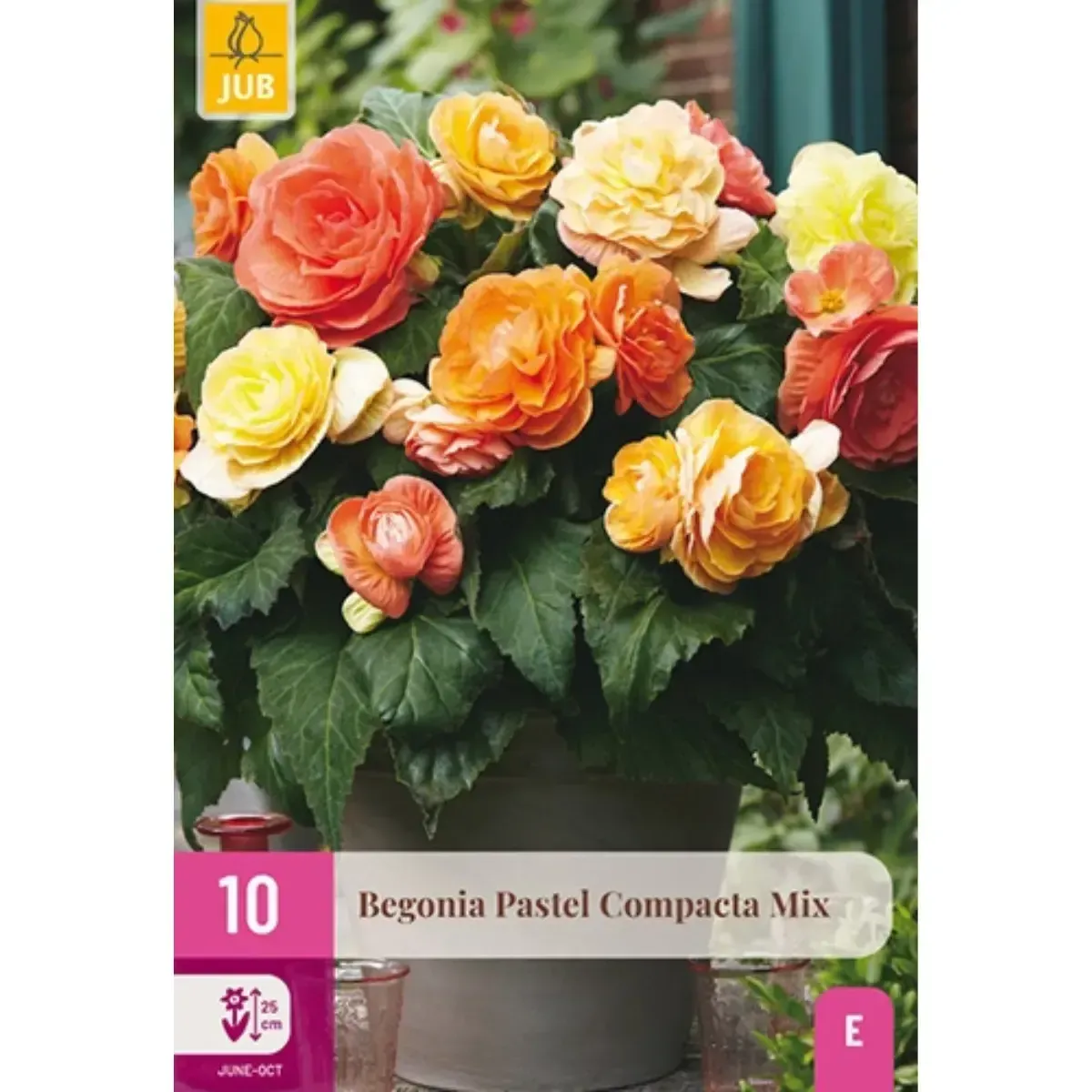 Bulbi di Begonia Pastello Compatta JUB Holland