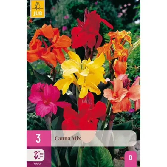 Bulbi di Canna Indica Mix JUB Holland