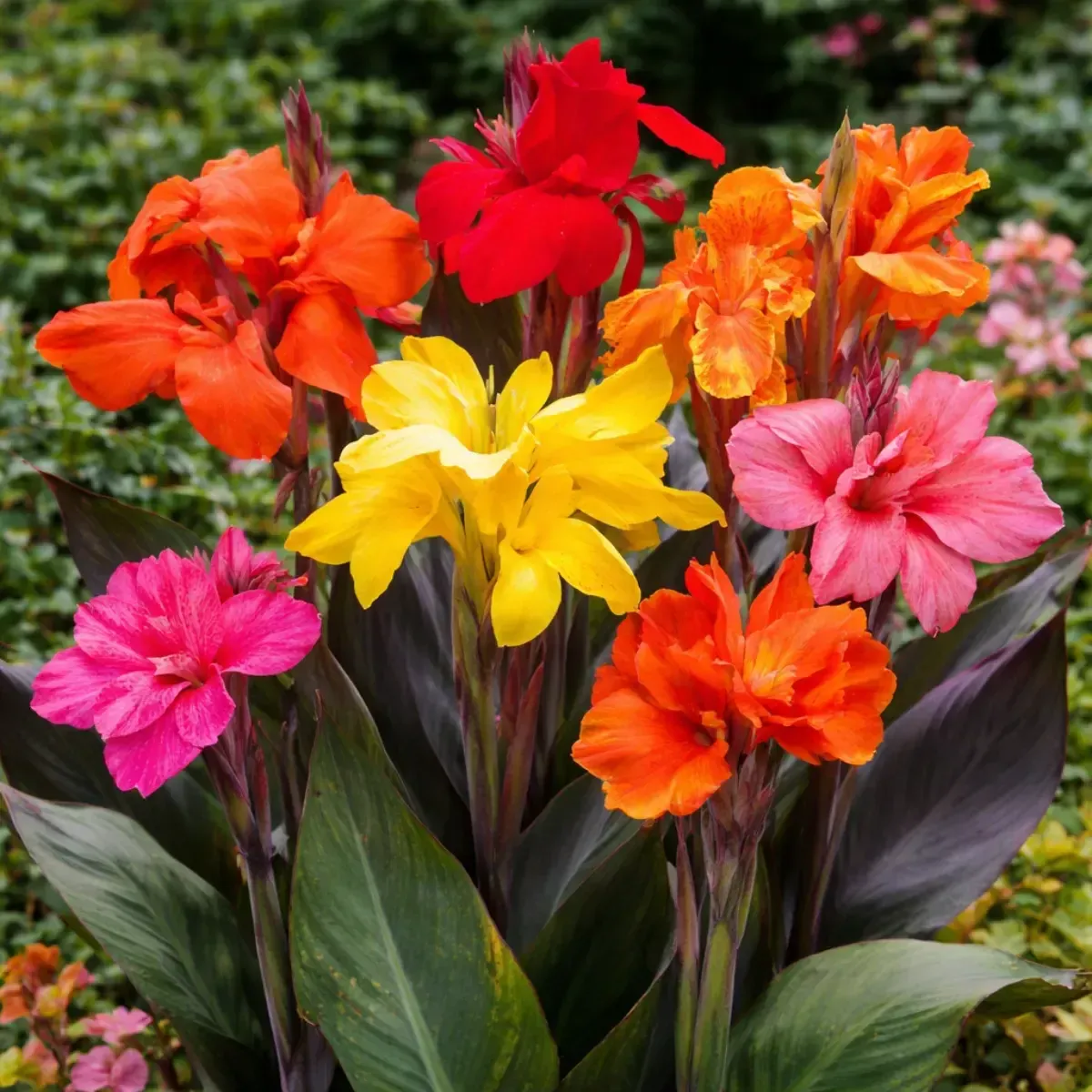 Bulbi di Canna Indica Mix JUB Holland