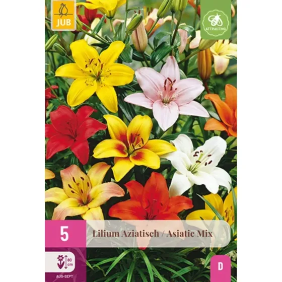 Bulbi di Lilium Asiatico Mix | JUB Holland