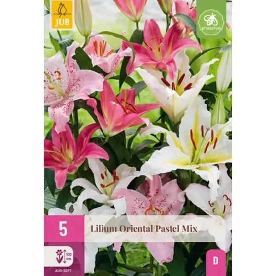 Bulbi di Lilium Orientale Pastel Mix JUB Holland