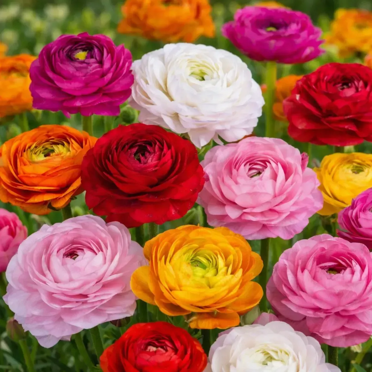 Bulbi di Ranuncoli Mix JUB Holland