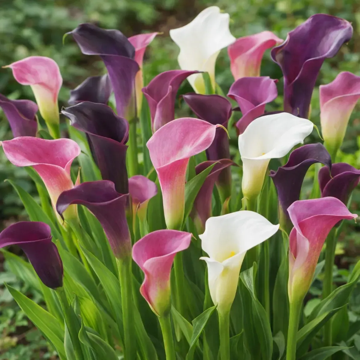 Bulbi di Calla Pastel Mix JUB Holland