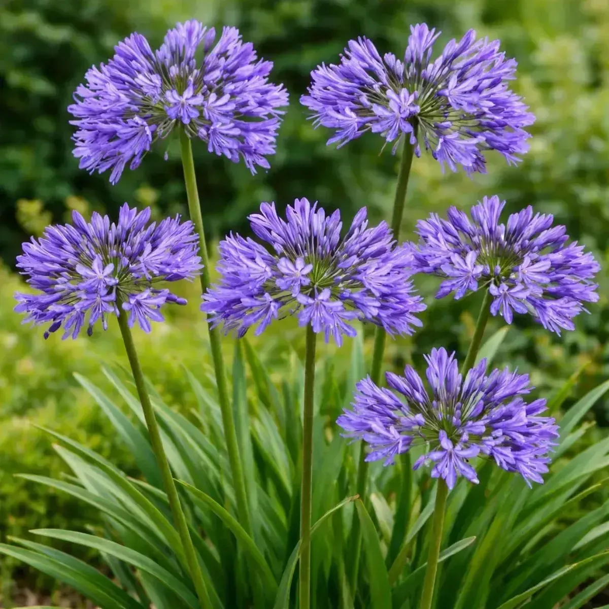 Bulbi Agapanthus Blu JUB Holland