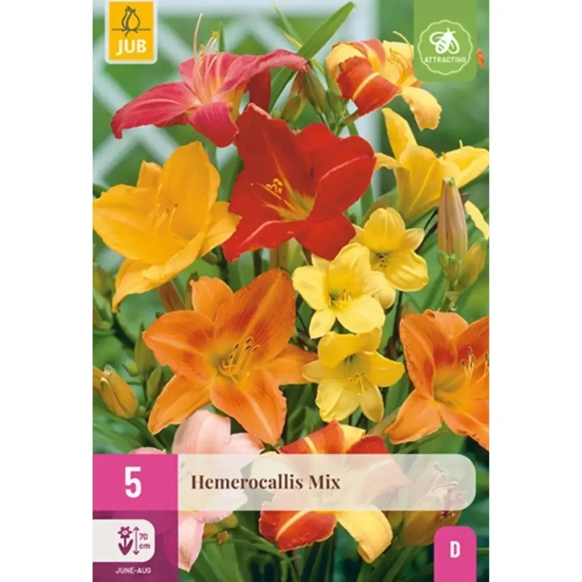 Bulbi di Hemerocallis Mix JUB Holland