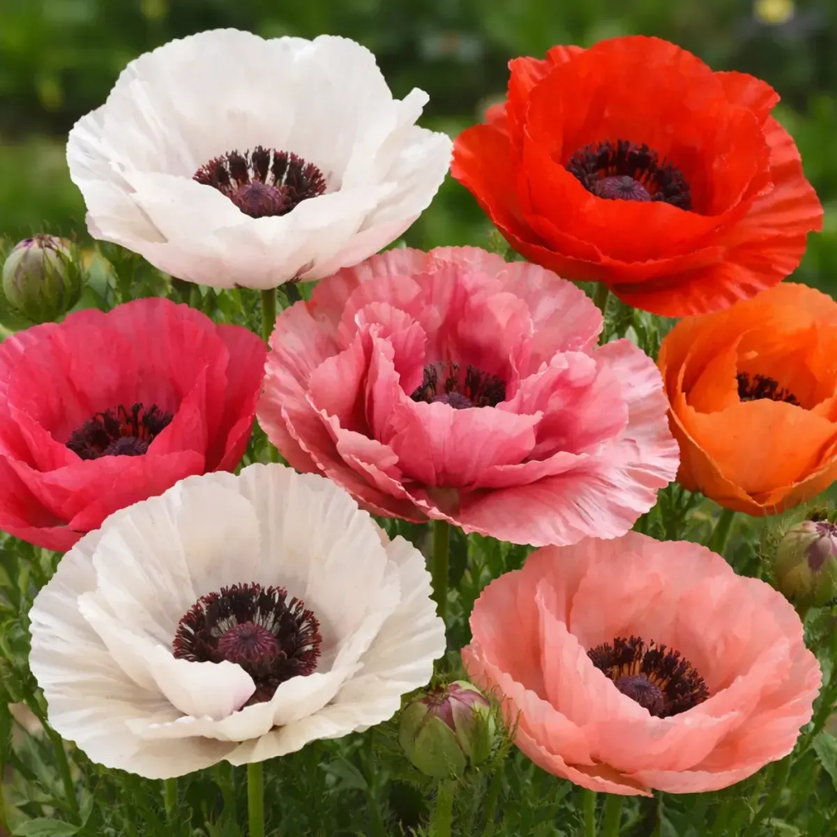 Bulbi di Papavero Orientale Mix JUB Holland