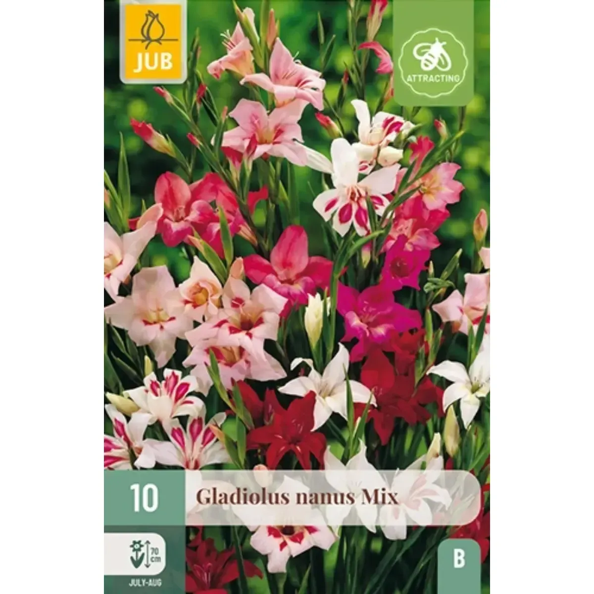 Bulbi di Gladioli Nani Mix JUB Holland