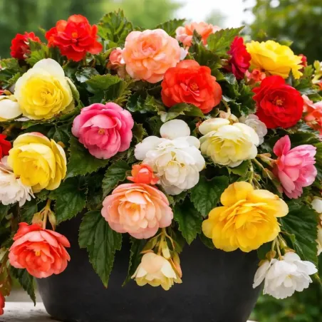 Bulbi di Begonia Fragrant Cascade Odorosa JUB Holland