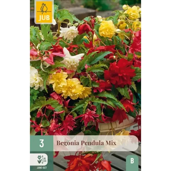 Bulbi di Begonia Pendula Mix JUB Holland