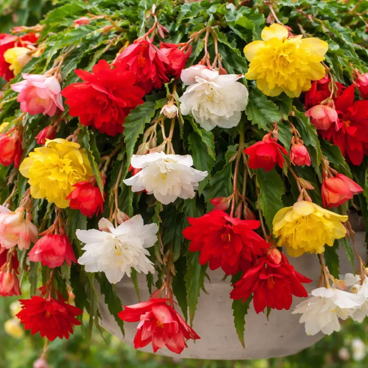 Bulbi di Begonia Pendula Mix JUB Holland