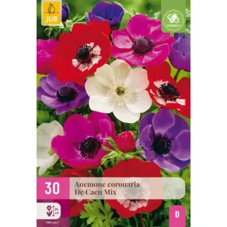 Bulbi di Anemone Coronaria De Caen JUB Holland