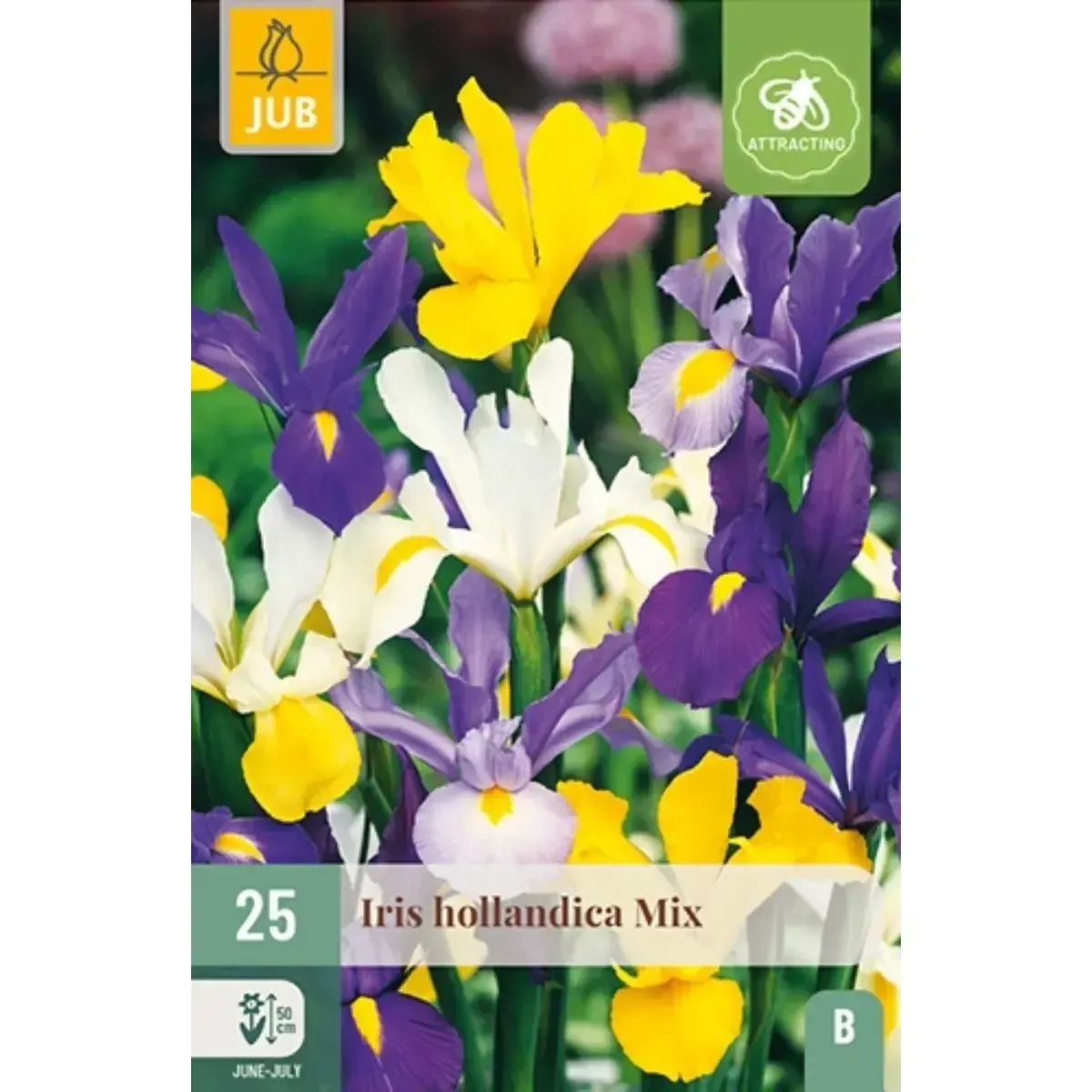 Bulbi di Iris Hollandica MIX JUB Holland