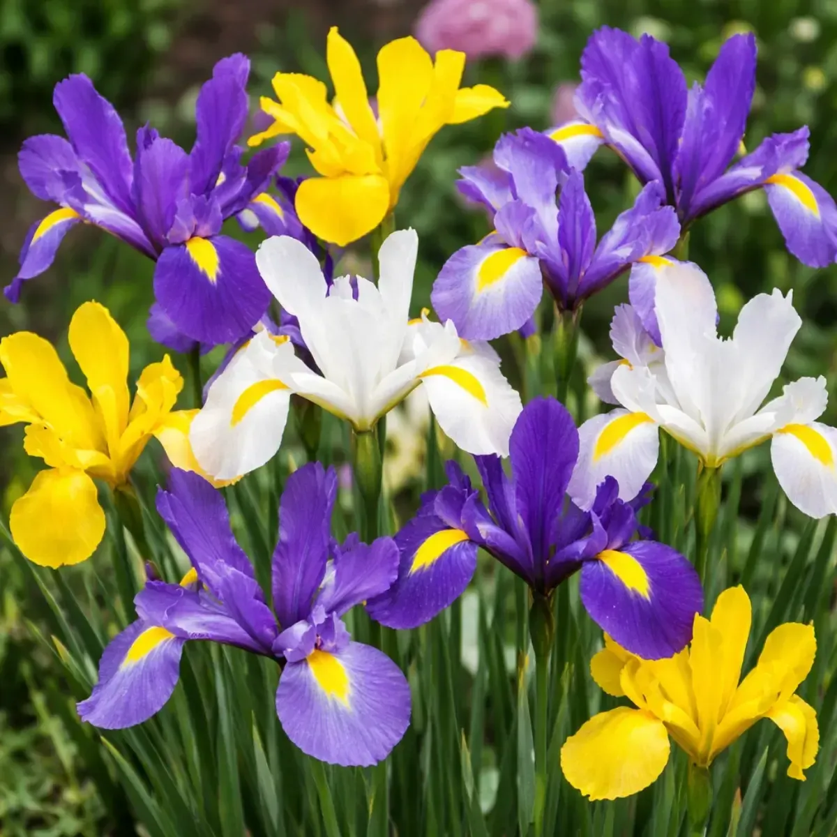 Bulbi di Iris Hollandica MIX JUB Holland