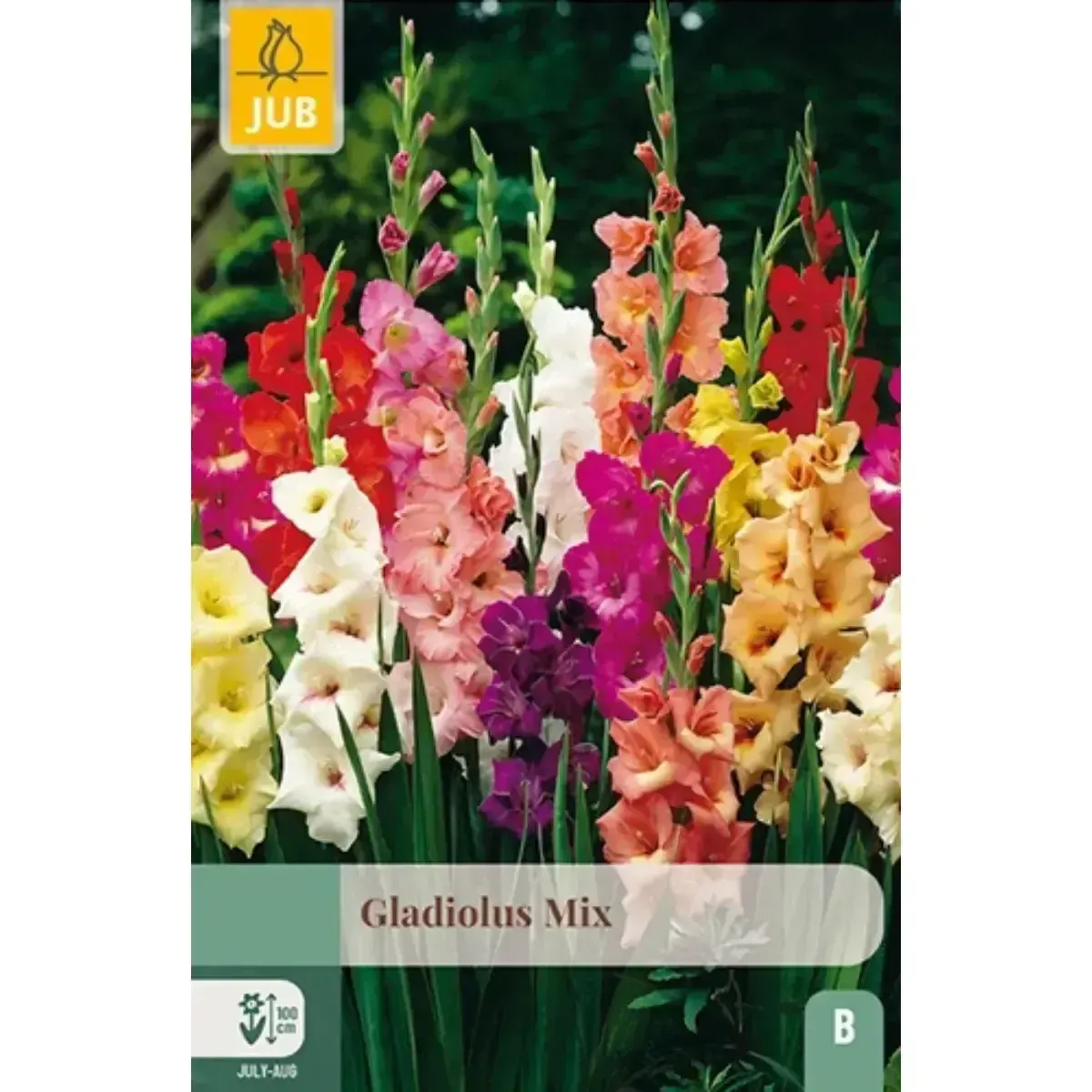 Bulbi di Gladioli Mix JUB Holland
