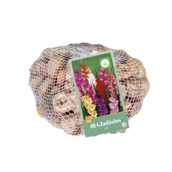Bulbi di Gladioli Mix JUB Holland