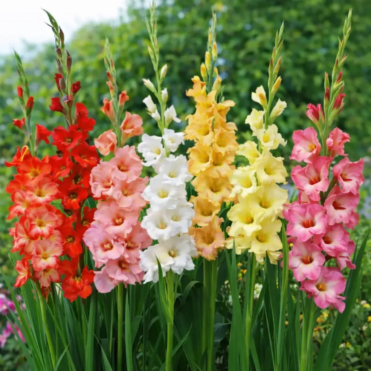 Maxi Bag Bulbi di 80 Giga Gladioli JUB Holland