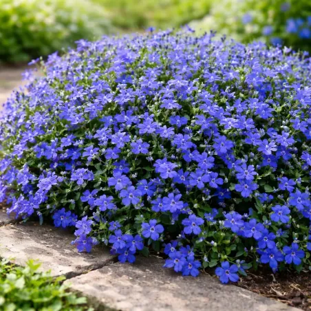 Semi di Lobelia Nana Blu FLORTIS