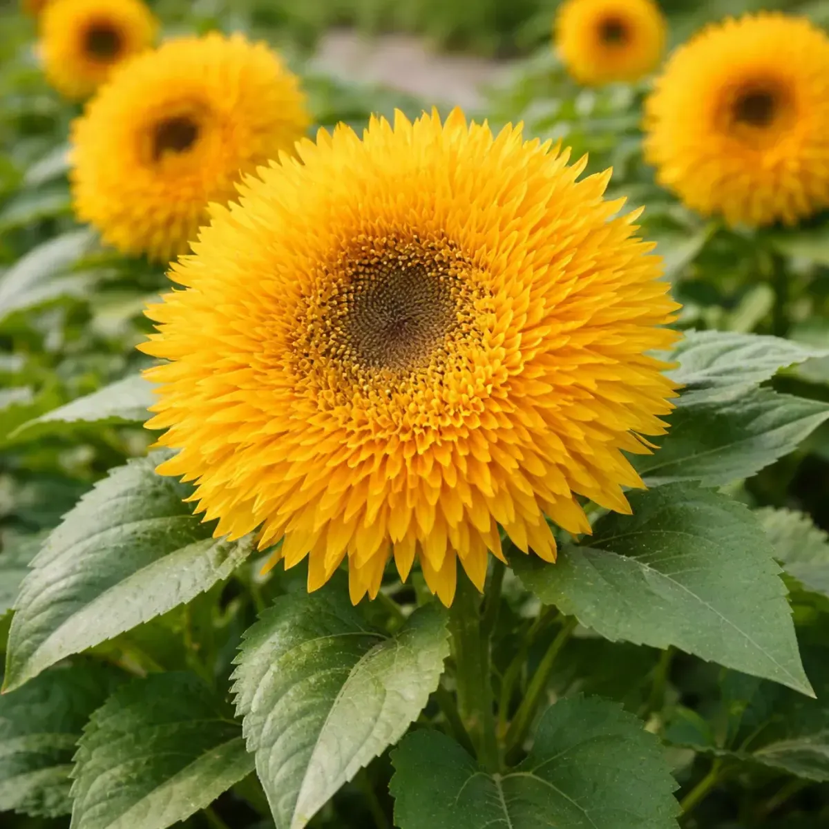 Semi di Girasole Nano FLORTIS