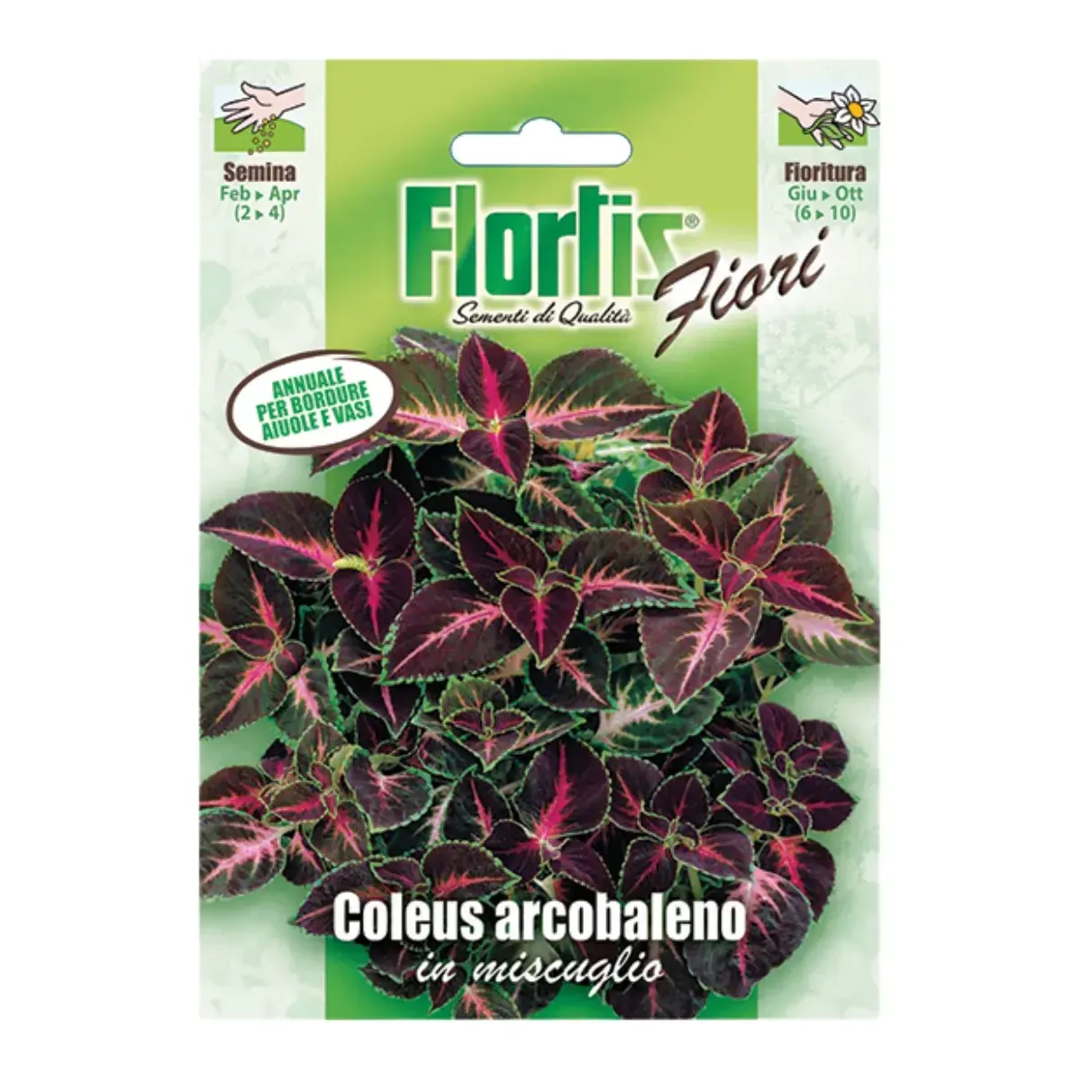 Semi di Coleus Arcobaleno Mix FLORTIS