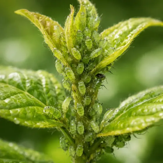 Olio di Neem e Ortica Pronto Uso FLORTIS
