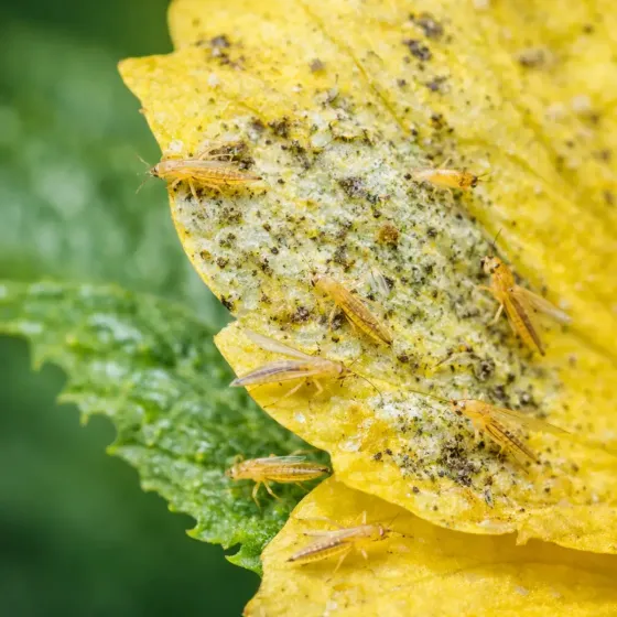 Olio di Neem e Ortica Pronto Uso FLORTIS