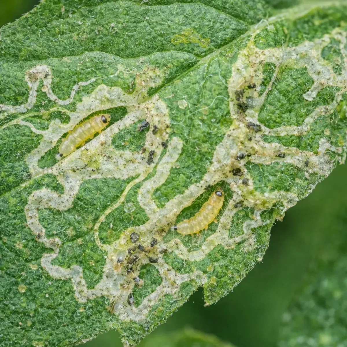 Olio di Neem e Ortica Pronto Uso FLORTIS