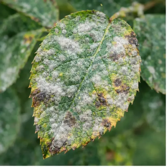 Fungicida Zolfo e Rame Pronto Uso SPRINT FLORTIS