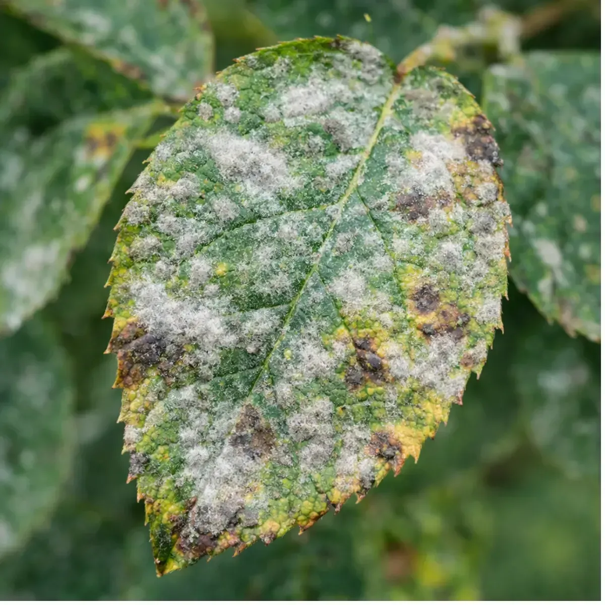 Fungicida Zolfo e Rame Pronto Uso SPRINT FLORTIS