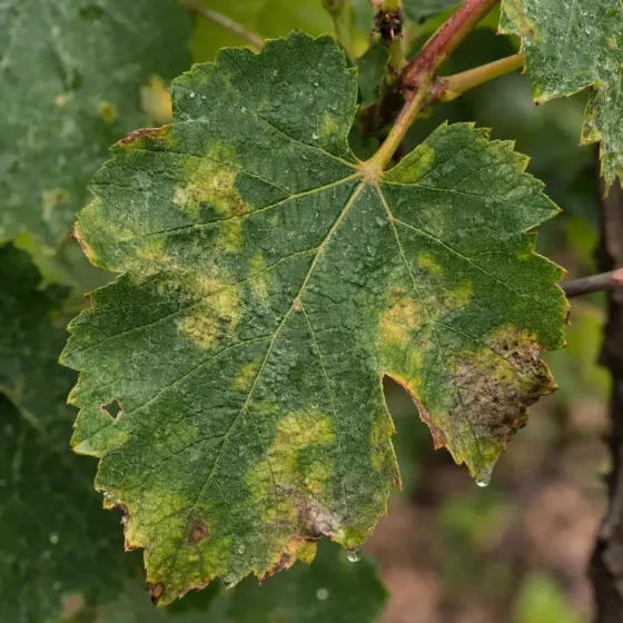 Fungicida Concentrato Lecitine CIFOBLOK BIO