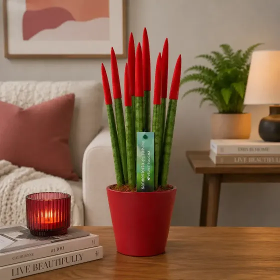 Sansevieria Cylindrica Velvet TouchZ® Sansevieria Cylindrica Velvet TouchZ®