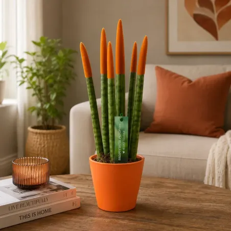 Sansevieria Cylindrica Velvet TouchZ®