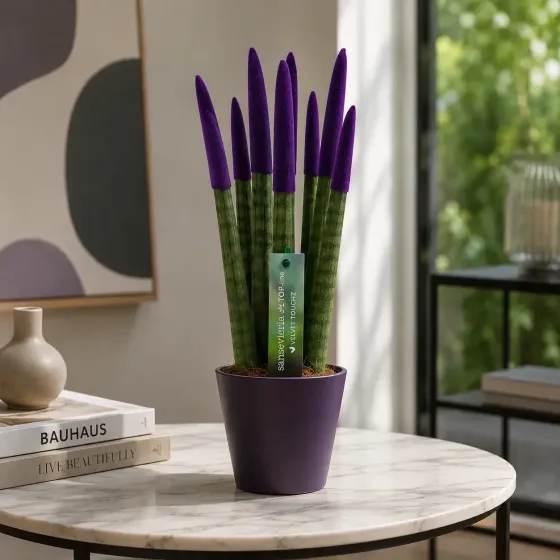 Sansevieria Cylindrica Velvet TouchZ® Sansevieria Cylindrica Velvet TouchZ®