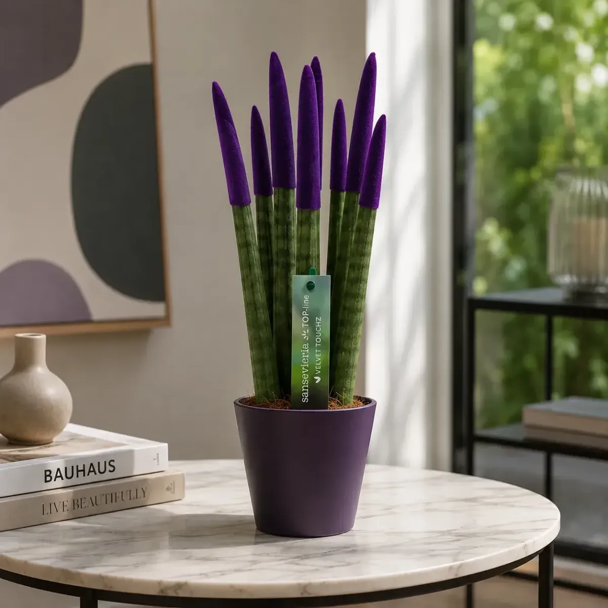 Sansevieria Cylindrica Velvet TouchZ®