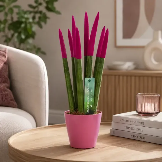 Sansevieria Cylindrica Velvet TouchZ® Sansevieria Cylindrica Velvet TouchZ®